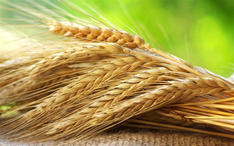 Medida argentina derruba estoque de trigo brasileiro