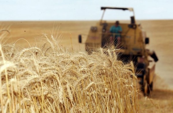 Produção de trigo do país terá expansão